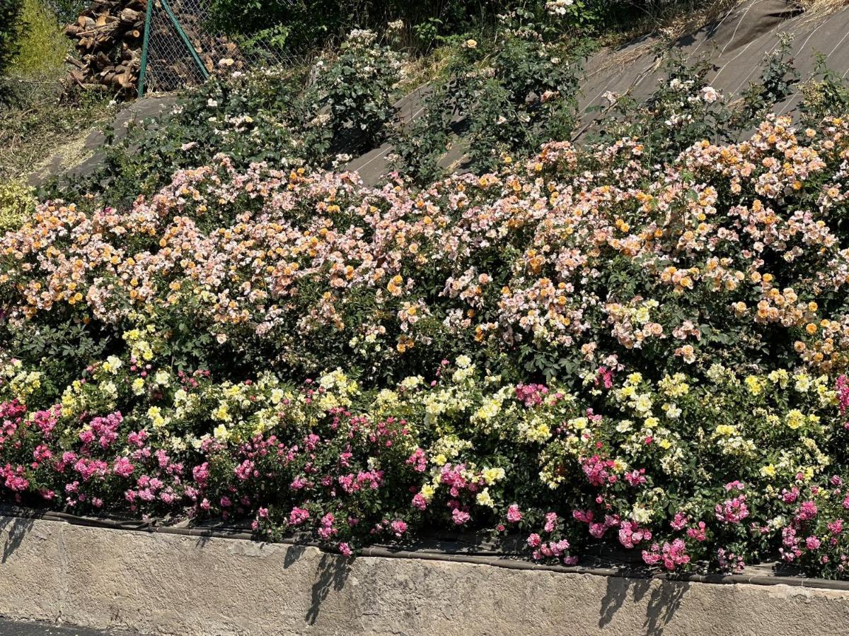 Appartamento Au Parfum Des Roses Gunstett Esterno foto