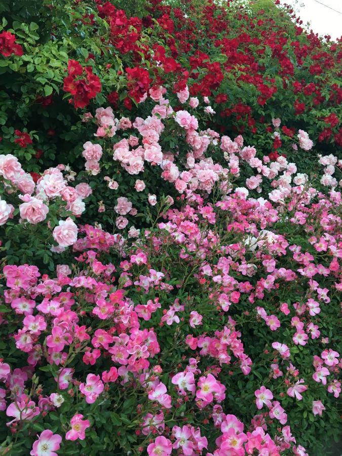 Appartamento Au Parfum Des Roses Gunstett Esterno foto